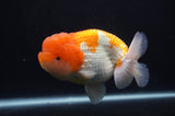 Jumbo Lionchu  Red White 4.5 Inch (ID#404R12a-79)