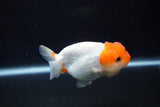 Juvenile Lionchu  Red White 3.5 Inch (ID#902R11a-71) Free2Day SHIPPING