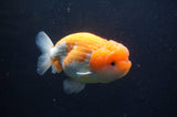 Jumbo Lionchu  Red White 4.5 Inch (ID#404R12a-79)