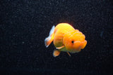 Juvenile Lionchu  Red White 3.5 Inch (ID#1108R11b-13) Free2Day SHIPPING