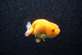 Juvenile Lionchu  Red White 3.5 Inch (ID#1108R11b-13) Free2Day SHIPPING