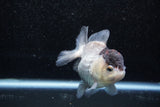 Short Body Thai Oranda  Panda 3.5 Inch (ID#1011To14b-77) Free2Day SHIPPING