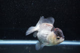 Short Body Thai Oranda  Panda 3.5 Inch (ID#1011To14b-77) Free2Day SHIPPING