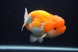 Jumbo Lionchu  Red White 4.5 Inch (ID#404R12a-79)