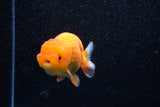 Juvenile Lionchu  Red White 3.5 Inch (ID#1108R11b-13) Free2Day SHIPPING