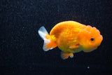 Juvenile Lionchu  Red White 3.5 Inch (ID#1108R11b-13) Free2Day SHIPPING