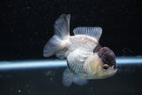 Short Body Thai Oranda  Panda 3.5 Inch (ID#1011To14b-77) Free2Day SHIPPING