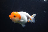 Juvenile Lionchu  Red White 3.5 Inch (ID#902R11a-71) Free2Day SHIPPING