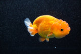 Juvenile Lionchu  Red White 3.5 Inch (ID#1108R11b-13) Free2Day SHIPPING