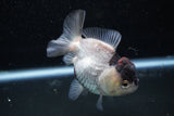 Short Body Thai Oranda  Panda 3.5 Inch (ID#1011To14b-77) Free2Day SHIPPING