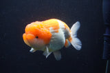 Jumbo Lionchu  Red White 4.5 Inch (ID#404R12a-79)