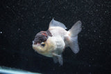 Short Body Thai Oranda  Panda 3.5 Inch (ID#1011To14b-77) Free2Day SHIPPING