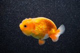 Juvenile Lionchu  Red White 3.5 Inch (ID#1108R11b-13) Free2Day SHIPPING