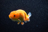 Juvenile Lionchu  Red White 3.5 Inch (ID#1108R11b-13) Free2Day SHIPPING