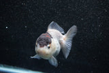 Short Body Thai Oranda  Panda 3.5 Inch (ID#1011To14b-77) Free2Day SHIPPING