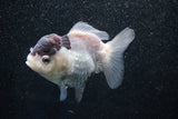 Short Body Thai Oranda  Panda 3.5 Inch (ID#1011To14b-77) Free2Day SHIPPING