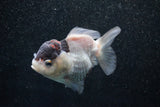 Short Body Thai Oranda  Panda 3.5 Inch (ID#1011To14b-77) Free2Day SHIPPING