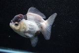 Short Body Thai Oranda  Panda 3.5 Inch (ID#1011To14b-77) Free2Day SHIPPING