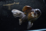 Thai Oranda  Panda 6.5 Inch (ID#1213To6b-87)