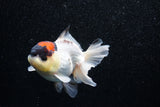 Short Body Thai Oranda  Tricolor 4 Inch (ID#1015To14b-71) Free2Day SHIPPING