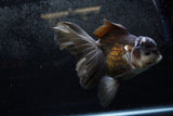 Thai Oranda  Panda 6.5 Inch (ID#1213To6b-87)