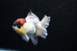 Short Body Thai Oranda  Tricolor 4 Inch (ID#1015To14b-71) Free2Day SHIPPING