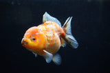 Yuan Bao Oranda  Calico 4 Inch (ID#228Yb10b-54) Free2Day SHIPPING