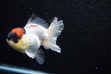 Short Body Thai Oranda  Tricolor 4 Inch (ID#1015To14b-71) Free2Day SHIPPING