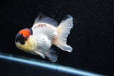 Short Body Thai Oranda  Tricolor 4 Inch (ID#1015To14b-71) Free2Day SHIPPING