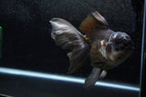 Thai Oranda  Panda 6.5 Inch (ID#1213To6b-87)