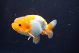 Juvenile Lionchu  Red White 3.5 Inch (ID#902R11a-73) Free2Day SHIPPING