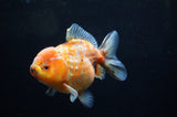 Yuan Bao Oranda  Calico 4 Inch (ID#228Yb10b-54) Free2Day SHIPPING