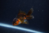 Baby Thai Oranda  Tricolor 3 Inch (ID#1129ToPTA-25) Free2Day SHIPPING