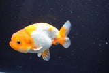 Juvenile Lionchu  Red White 3.5 Inch (ID#902R11a-73) Free2Day SHIPPING