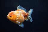 Yuan Bao Oranda  Calico 4 Inch (ID#228Yb10b-54) Free2Day SHIPPING