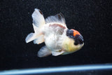 Short Body Thai Oranda  Tricolor 4 Inch (ID#1015To14b-71) Free2Day SHIPPING