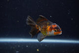 Baby Thai Oranda  Tricolor 3 Inch (ID#1129ToPTA-25) Free2Day SHIPPING