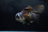 Thai Oranda  Panda 6.5 Inch (ID#1213To6b-87)