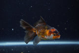 Baby Thai Oranda  Tricolor 3 Inch (ID#1129ToPTA-25) Free2Day SHIPPING