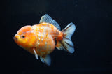 Yuan Bao Oranda  Calico 4 Inch (ID#228Yb10b-54) Free2Day SHIPPING