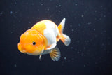 Juvenile Lionchu  Red White 3.5 Inch (ID#902R11a-73) Free2Day SHIPPING