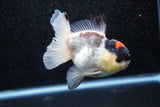 Short Body Thai Oranda  Tricolor 4 Inch (ID#1015To14b-71) Free2Day SHIPPING