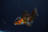 Baby Thai Oranda  Tricolor 3 Inch (ID#1129ToPTA-25) Free2Day SHIPPING