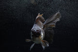 Thai Oranda  Panda 6.5 Inch (ID#1213To6b-87)