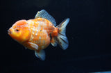Yuan Bao Oranda  Calico 4 Inch (ID#228Yb10b-54) Free2Day SHIPPING