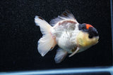 Short Body Thai Oranda  Tricolor 4 Inch (ID#1015To14b-71) Free2Day SHIPPING