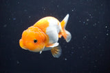 Juvenile Lionchu  Red White 3.5 Inch (ID#902R11a-73) Free2Day SHIPPING