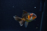 Baby Thai Oranda  Tricolor 3 Inch (ID#1129ToPTA-25) Free2Day SHIPPING