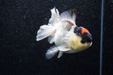 Short Body Thai Oranda  Tricolor 4 Inch (ID#1015To14b-71) Free2Day SHIPPING