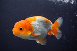 Juvenile Lionchu  Red White 3.5 Inch (ID#902R11a-73) Free2Day SHIPPING